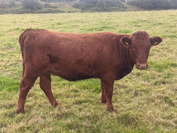 Image 1 of Dexter heifers pedigree registered