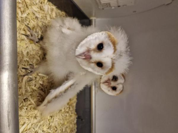 Image 4 of Hand reared Barn Owls for sale
