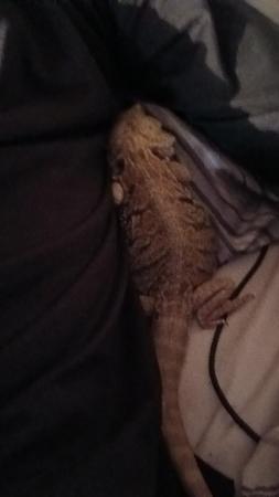 Image 2 of beardie about a year old