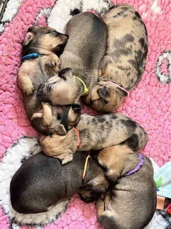 Image 4 of Adorable Chiweenie Puppies Looking For Loving Homes
