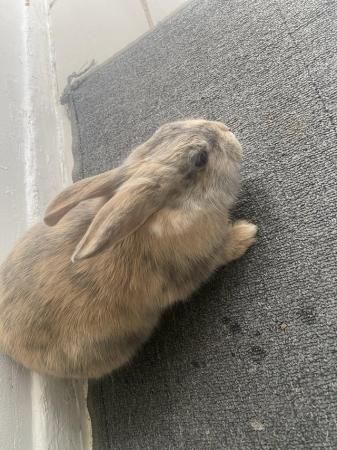 Image 5 of Gorgeous 8 month old dwaf lop Bunny very playful