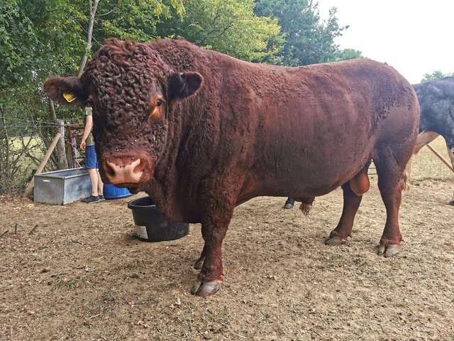 Preview of the first image of Pedigree Ruby Red Devon Bull.