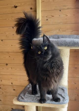 Image 1 of Maine Coon females looking new home