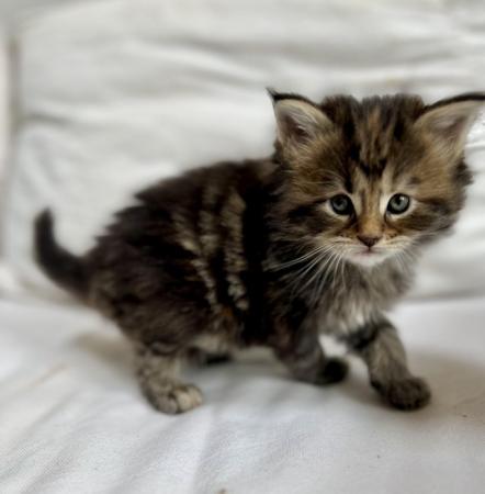 Image 1 of Beautiful female Maine Coon kitten ready now!