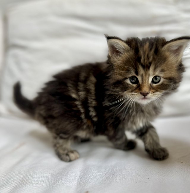 Preview of the first image of Reserved! Beautiful female Maine Coon kitten ready now!.