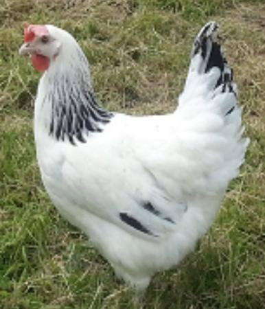 Image 2 of Point of lay laying hens