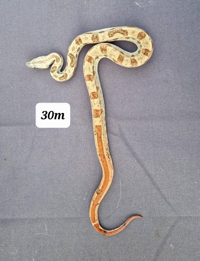 Preview of the first image of Hypo motleyc/a boa male , cb21.