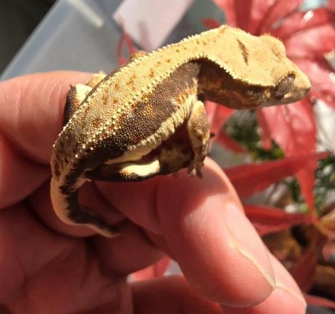 Image 7 of Stunning collection of lily whites/normal crested gecko's