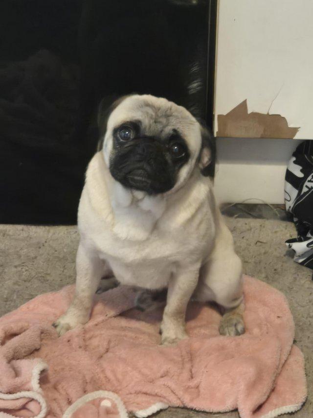 Preview of the first image of Male fawn pug baby Ronnie 2 years old.