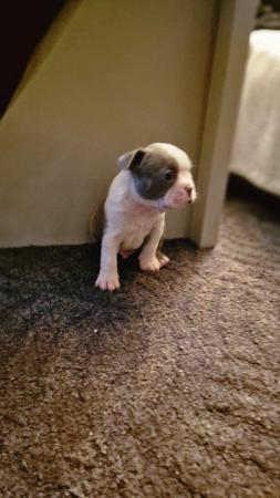 Image 2 of Boston terrier puppies for sale