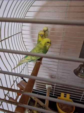 Image 4 of Three budgies with cage