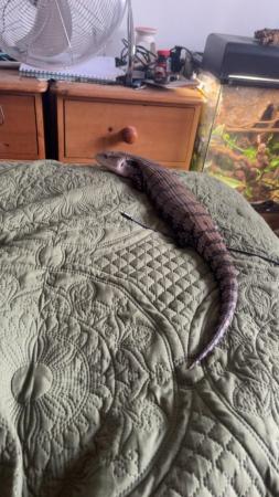Image 4 of Blue tongue skunk and full set up for sale