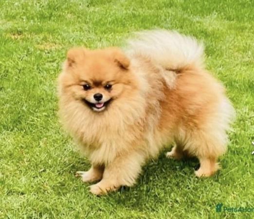 Image 4 of Pomeranian puppies for sale