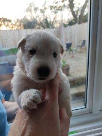 Image 2 of KC White Swiss Shepherds *Available May* *Reduced*