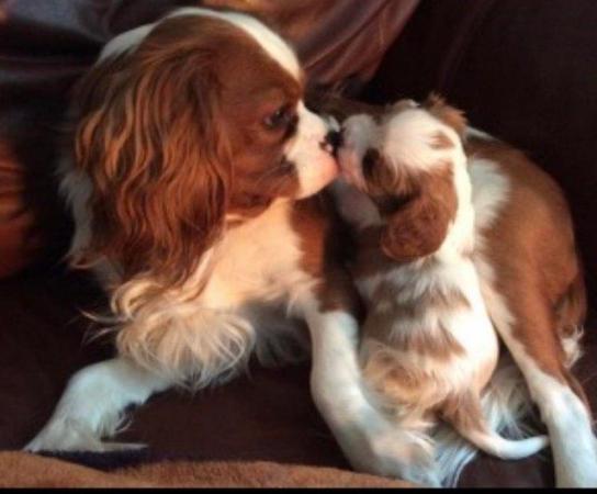 Image 19 of Extensively Health Tested Cavalier King Charles Spaniel Stud