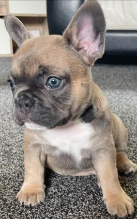 Image 1 of KC French bulldog puppy’s READ TO LEAVE