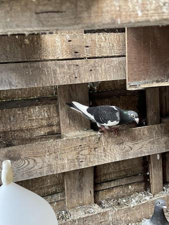 Image 1 of Quality Racing Pigeon For Sale