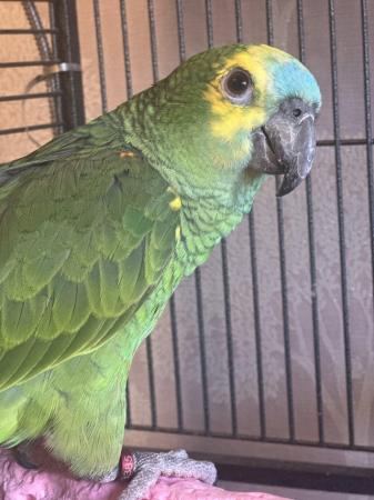 Image 4 of Supertame blue fronted Amazon parrot