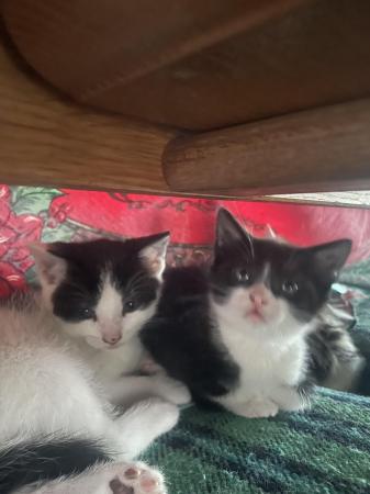 Image 12 of 9 week old kittens for sale
