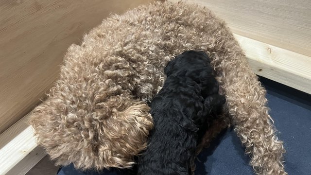 Image 3 of KC REG Stunning Black True to size Toy Poodle puppies