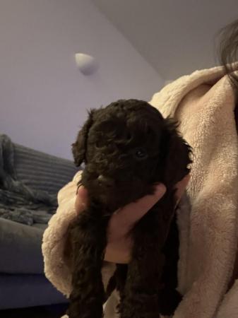 Image 10 of REDUCED READY NOW Gorgeous cockapoo puppies.