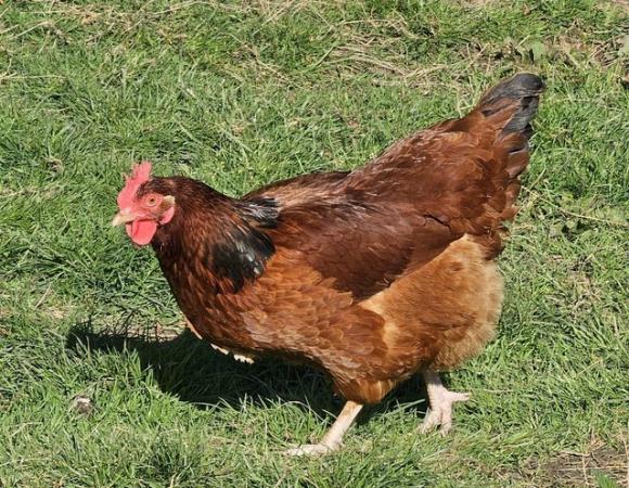 Image 4 of Large fowl Hybrid chickens