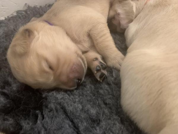 Image 2 of KC Golden Retriever puppies