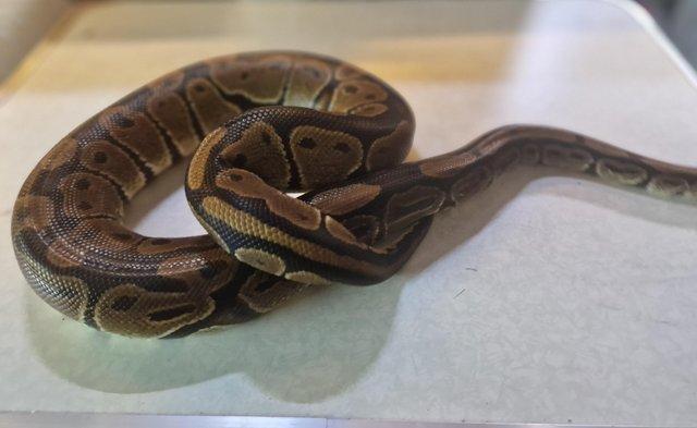 Image 4 of For Sale Male Normal ball python