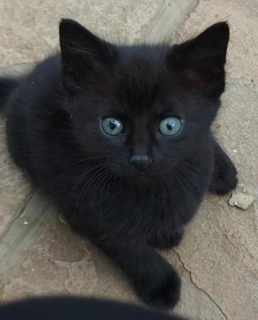 Image 1 of Beautiful Well-handled Kitten: all black