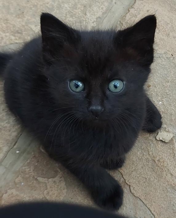Preview of the first image of Beautiful Well-handled Kitten: all black.