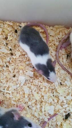 Image 5 of Dumbo Rat only one baby left