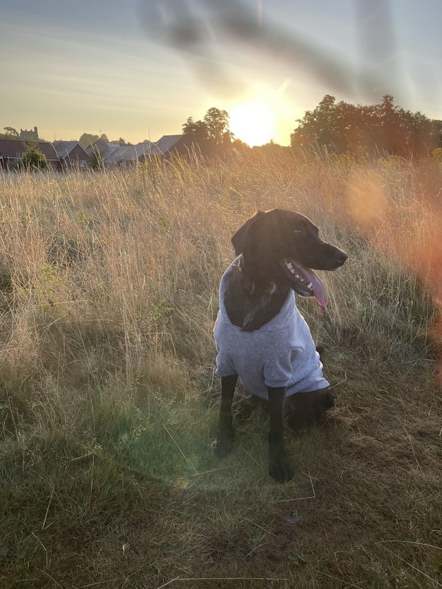 Looking to rehome - border collie x labrador — photo 3 of 4