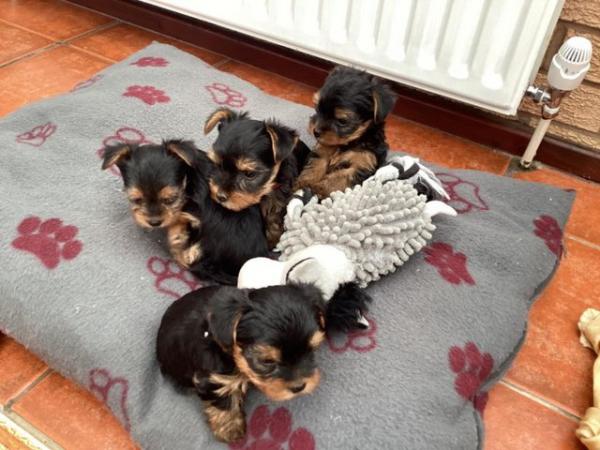 Image 4 of Ready to go!! Mini Yorkshire Terrier puppies