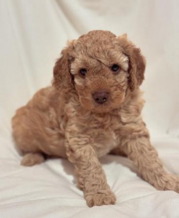 Image 3 of Stunning Cockapoo puppies raised in a family home