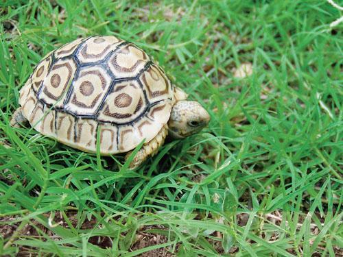 Image 6 of Pet Turtles and Tortoises for sale now