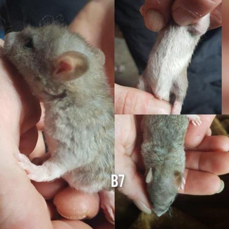 Image 3 of Rex smooth coat top eared dumbo baby rats