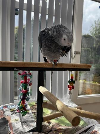 Image 4 of African Grey Parrot Tame and Talking!