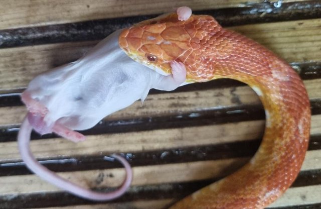 Image 5 of OMG Beautiful female albino corn snake