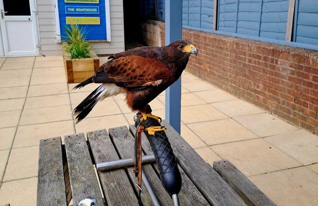 Image 3 of Harris hawk for sale 4 years old