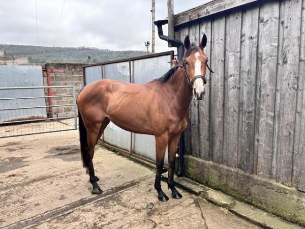 Image 3 of Beautiful lovely sweet filly for sale
