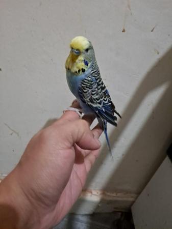 Image 6 of Friendly hand tamed budgies for sale