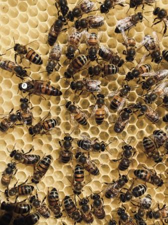 Image 30 of Bee Nucs overwintered 2024 for sale