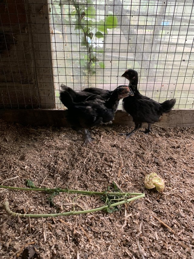 Preview of the first image of 3 xChickens cross breed black 6 weeks old.