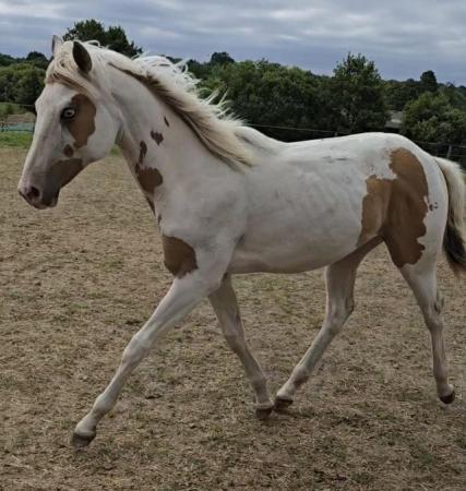 Image 4 of American Paint Horse colt Red Dun.