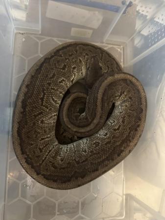 Image 8 of Royal/ball pythons for sale breeding weight female and male