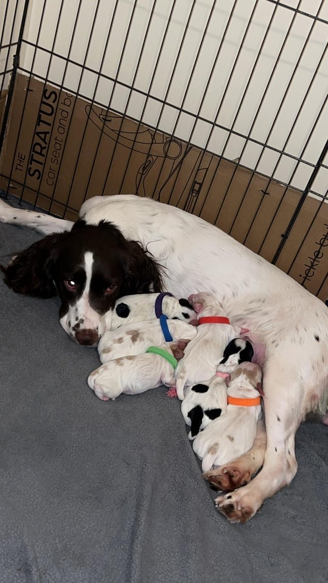 Preview of the first image of Sprocker spaniel puppies 2 females left!!!.