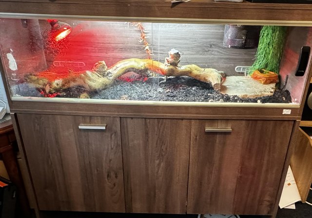 Image 6 of Breeding pair of Bearded dragons and full set up