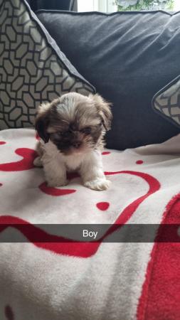 Image 2 of Lhasa apso X shih tzu puppies for sale