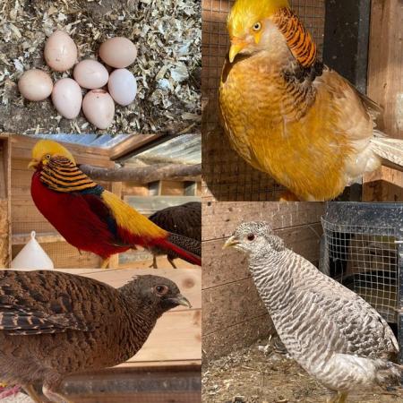 Image 6 of Hatching eggs from various birds