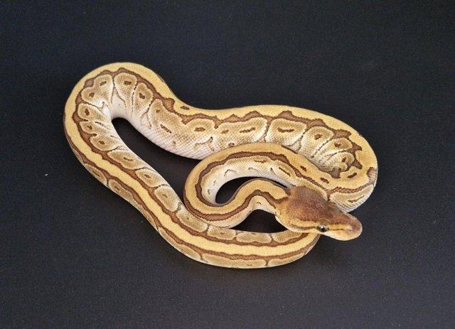 Preview of the first image of Mojave Pinstripe (Jigsaw) Female Ball Python 230305.
